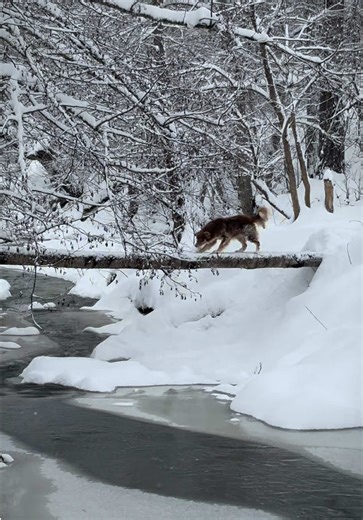 Who really owns winter? In a Romanian village, it’s never the mayor, never the church, never the road that stops being plowed in January. It’s the dogs. This one—part philosopher, part sentry—pads across a frozen apology of a river on a fallen trunk as thin as an excuse, snow swallowing the world whole. No hesitation. No drama. Just a village dog doing his daily commute like it’s a tightrope strung by fate and bad forestry. These dogs are not pets in the Instagram sense. They are subcontractors 