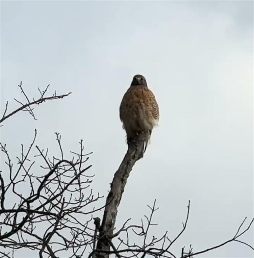 #RedShoulderedHawk #short — late #November2025
