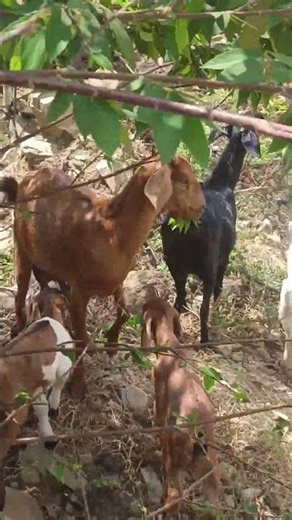 Goat curiosity: Providing mental stimulation activities #goathusbandry #wildlife