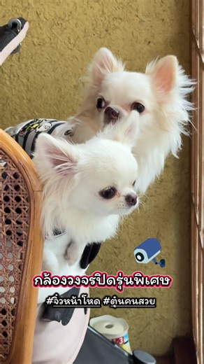 กล้องวงจรปิดรุ่นพิเศษ🎦 🐶🐙จิ๋วหน้าโหด 🐶🍳ตุ๋นคนสวย #chihuahuasofTikTok #คลิปหมาน่ารัก #ชิวาว่าขนยาว #เลี้ยงหมาเป็นลูก #หมาตลก