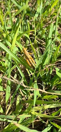 Grasshopper or Locust