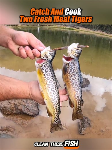 Catch and Cook: Outdoor Cooking with Fresh Trout