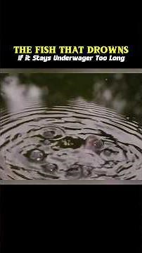 This “Fish” DROWNS Underwater… You Won’t Believe WHY! 😱🐟 #wildanimals