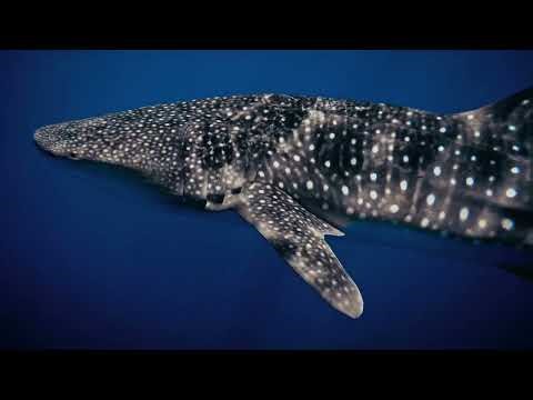 Deep Ocean: A Breathtaking Visual Journey (8K 60fps HDR Dolby Vision)