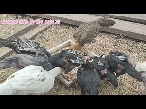 The chicken flock pecking enjoying their feed 23