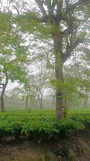 janne ke liye sekho app downolod kare 🤣🤣#shorts #viral #funny #tranding #sekhoapp #krishnavlog14