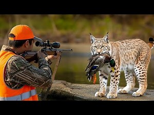 BobCats Hunting – How Hunters Face Intense Bobcat Encounters and Take Down Millions With Guns