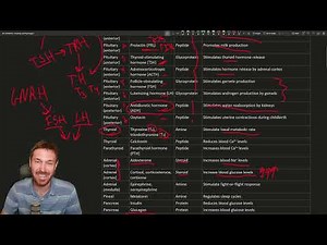 Exploring the Endocrine System: Hormones, Sources, and Effects Unveiled