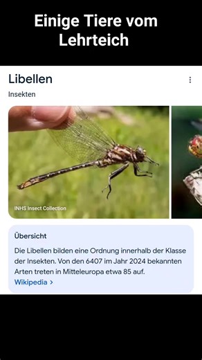Heute ein paar Tier - Bilder von Libellen und Kaulquappen die auch bei uns am Lehrteich wohnen. Kommt uns besuchen am Tag der offenen Tür am Lehrteich am 18.05.25 um sie live zu sehen | Bürgerverein Niederkassel e.V.