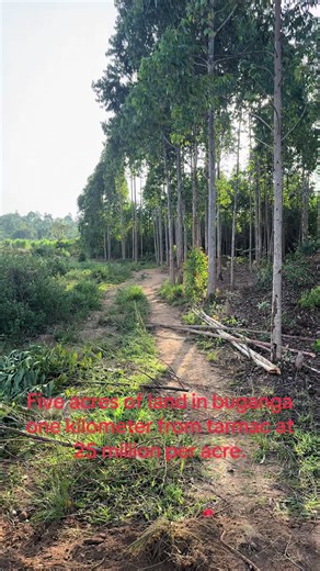 CEO FRANK TRUST PROPERTIES . (@francisfrank1993)’s videos with original sound - CEO FRANK TRUST PROPERTIES .