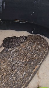 15K views · 108 reactions | Creek! Hatchling Chelydra serpentina (Common Snapping Turtle)! #AmaZing #reelsfb #bioactive #peace #reptilelover #misunderstood #relax #reels #Amazon #blessed #eating #turtle | Floki, The Dwarf Caiman. | Facebook