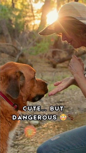 Big Friendly Dogs… With Shocking Origins #dogfacts # #dogs #greatdane #saintbernard #bullmastiff