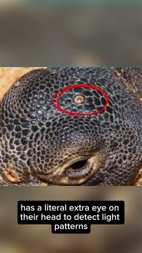 5 Animals With Hidden Engineering