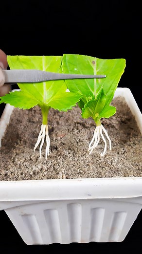 1.6K views · 13 reactions | How to grow Hydrangea tree from Hydrangea leaves | leaves propagation method //#highlight | DIY IndoorGarden | Facebook