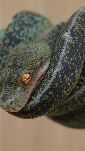 The snake that changes colors!!🤯