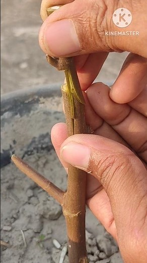 Grafting technique #grafting #planttok #satisfying