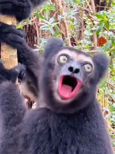 Exploring the Sounds of Wildlife