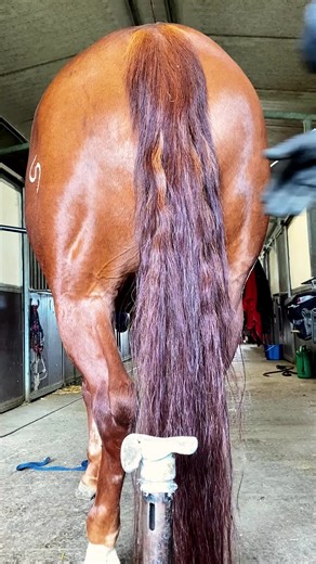 #horse #horses #horseoftiktok #satisfying #asmr | horses