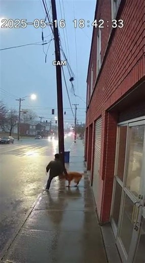 🐕⚡ Dog Pushes Owner Away From Falling Power Line — Street CCTV