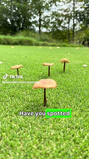 How to Manage Mushrooms in Your Lawn