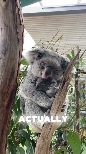 Koala: The Sleepy Guardian of the Eucalyptus Forest 😴🌿 #animals #facts