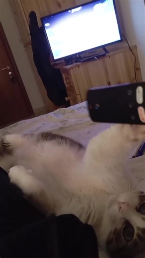 wild Malta (@wild.malta)’s videos with Cat Cafe - Tsundere Twintails