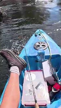 The Murray cod is Australia’s largest freshwater fish, native to the Murray–Darling Basin #fish