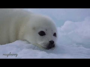 あざらしの赤ちゃん17【元気な鳴き声】☆harp seal baby