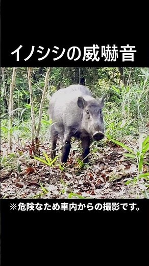 イノシシ威嚇音 Wild Boar Sounds