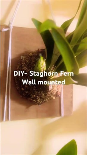 DIY- Staghorn Fern wall mount. Comment DIY to know details