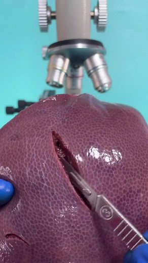 Fascinating Microscopic World Revealed | Microscope Challenge