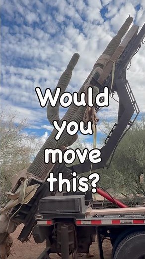 Would you move this? 🌵 #roadrunnercactus #saguaro