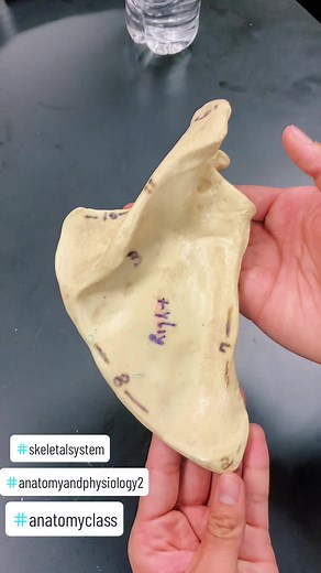 Understanding the Anatomy of the Scapula Bone