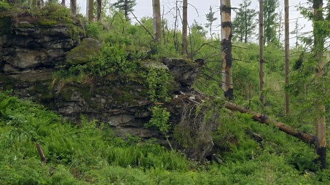 Eurasian Eagle-Owl – Mother Arrives at the Nest with Her Chicks