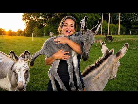 Our Baby Mini Donkey Is Finally Here!!!🫏