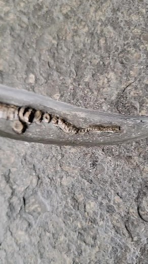 instonefossils on TikTok