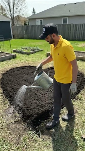 How to Use banana peels in gardening #gardening #organicgardening #bananapeelfertilizer #shorts