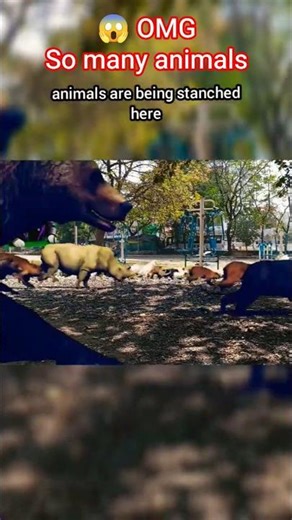 Animals Stampede in Park!🏃‍♂️💨 Funny talking Cat #Shorts #Animals #animalstampede #funny #cat #cats