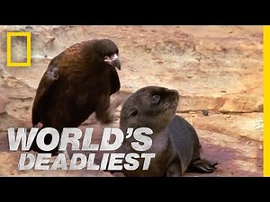 Bird of Prey Attacks Baby Seals | World's Deadliest