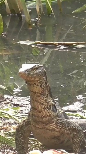 Giant Water Monitor Lizard Spotted! | Incredible Wildlife Encounter