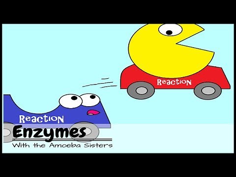 (OLD VIDEO) Enzymes