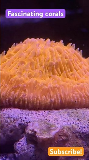 The Unbelievable Colors of Coral Reefs