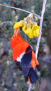 4.2K views · 527 reactions | Spring Awakens: Birds Singing & Flowers Blooming Everywhere! #birds #birdphotography #birdlife #birds_captures #nature #naturelovers #naturephotography #trendingnow #trendingreels #naturetweeters | Nature-Tweeters | Facebook