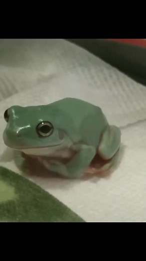 Explore the Wonderful World of Frogs with These Exotic Pets!