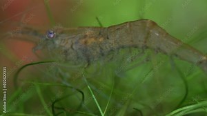Freshwater ghost shrimp macro shot, or opaque glass shrimp with crooked back tail. Algae-eating Pinocchio shrimp, Palaemonetes paludosus feeders. Close up with very shallow depth of field.