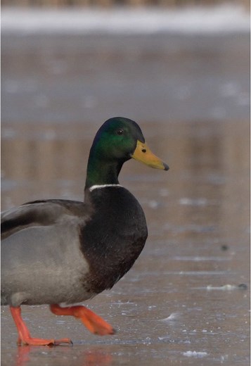 Mallard Drake in Action on Ice: A Nature Encounter