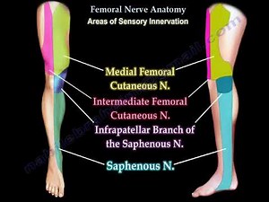 Femoral Nerve: Anatomy and Injury Insights • Video • MEDtube.net