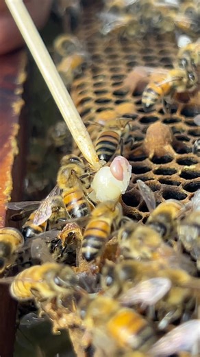 Godless!! Tick a larvae bee drone of bee frame #beekeeper #workerbee #beekeeping #farming #nature