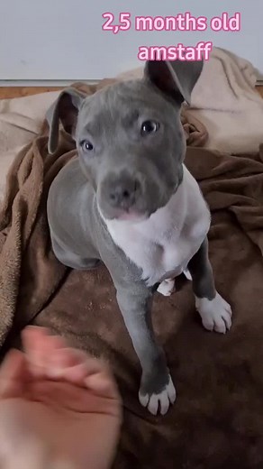 Adorable Amstaff Blue Puppy: Cute, Sweet, and Lovable