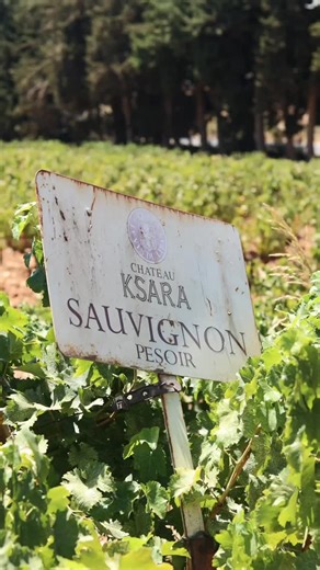 Chateau Ksara on Instagram: "Different names, same shared heritage. #chateauksara"